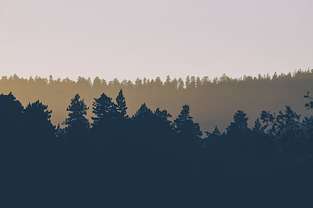 silhouette of trees under orange sky thumbnail