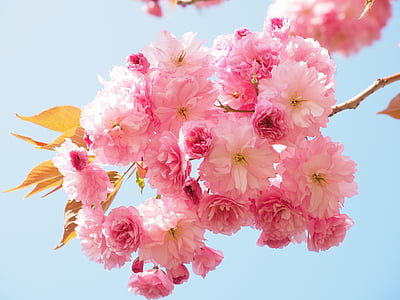 pink flowers on plant during daytime thumbnail