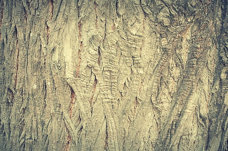 abstract, antique, backdrop, background, bark, board thumbnail