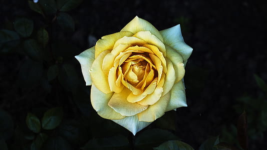close-up photography of yellow rose flower thumbnail