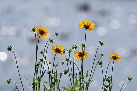 tilt shift lens photography of yellow flowers during daytime thumbnail