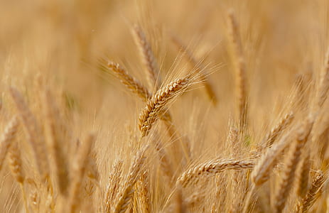 wheat field at daytime thumbnail