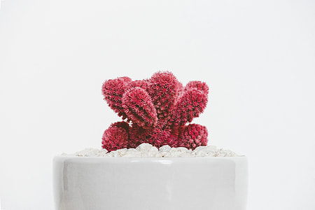 red cactus plant on top white stones thumbnail