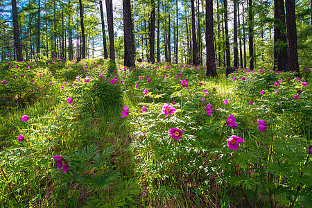 pink opium poppies field under trees at daytime thumbnail