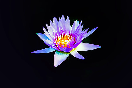 pink and white lotus flower thumbnail