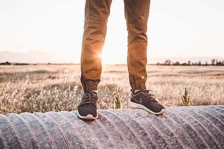 nature, field, sun, grass thumbnail