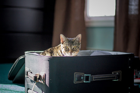 brown tabby cat on suitcase thumbnail