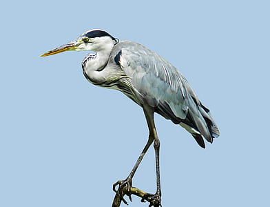 white and black long-beaked bird perching on branch thumbnail