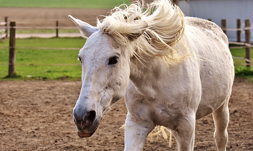 shallow focus photography of white horse thumbnail
