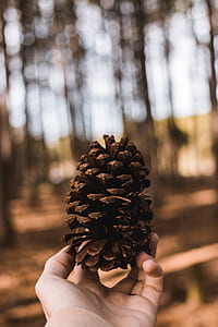 shallow focus photography of pinecone thumbnail