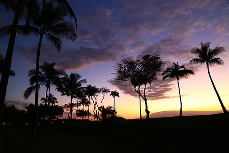 silhouette of palm trees thumbnail