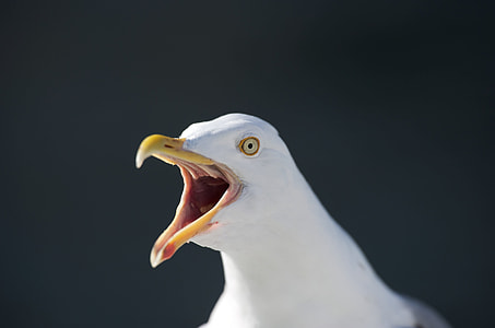 white seagull thumbnail