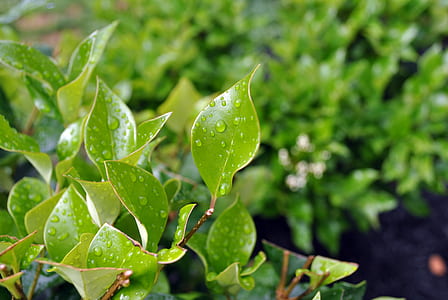 Green Leaves With Water Droplets thumbnail