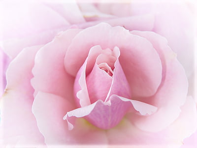 pink rose closeup photography thumbnail
