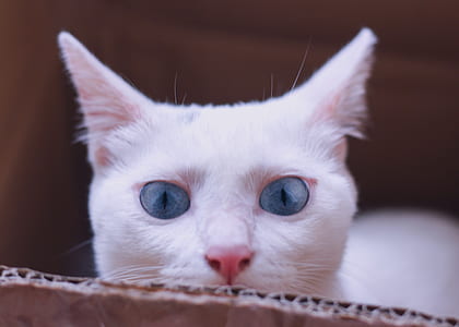 selective focus photo of white cat thumbnail