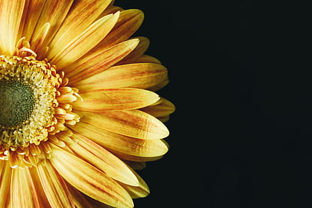 yellow, petals, flower, single thumbnail