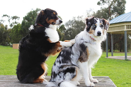 tow black and grey Australian shepherd on brown wooden table during daytime thumbnail