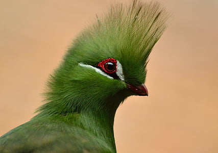 closeup photography of green turaco bird thumbnail