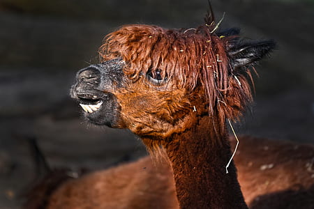 brown lama outdoor thumbnail