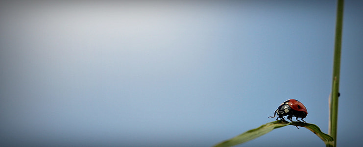 close up focus photography of a red Coccinellidae on green leaf under blue sky thumbnail