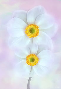 white petaled flower digital wallpaper thumbnail