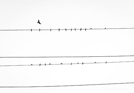 bird on power line thumbnail