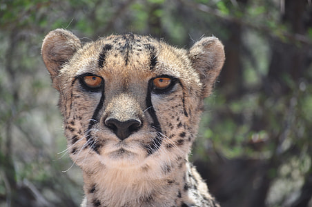 Cheetah taken during daytime thumbnail