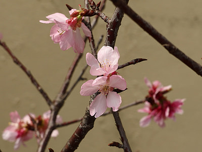 东势, Newcomer That The Section thumbnail