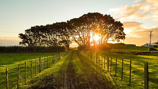 silhouette of trees during sunset in landscape photography thumbnail