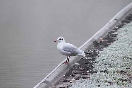 white seagull perch on gray surface thumbnail
