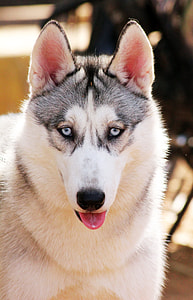 bokeh photography of Siberian Husky thumbnail