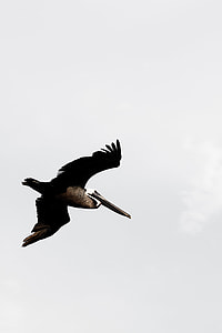 white and black large-sized bird flying during daytime thumbnail