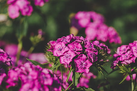 Pink Flowers Shallow Focus Photography thumbnail