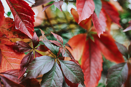 Close-ups of leaves on trees thumbnail