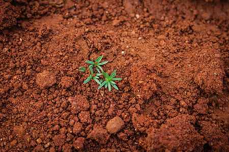 aerial photography of leafed plant thumbnail