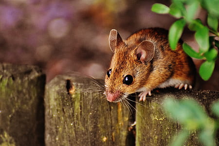 rodent on fence thumbnail