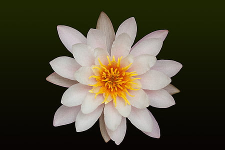 close up photography of pink waterlily flower thumbnail