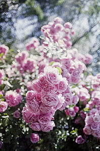 nature, flowers, petals, blur thumbnail