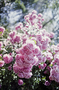 close up photo of pink rose thumbnail
