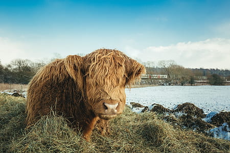 Brown Yak on Green Grass Field thumbnail