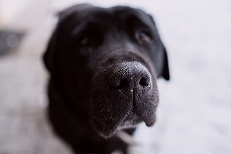 closeup photo of black dog thumbnail