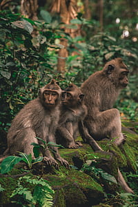 photography of three monkeys sitting on mossed stone thumbnail