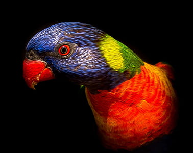 red, purple, and green bird in a dark area thumbnail
