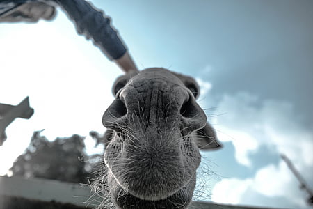 close-up photo of animal face thumbnail