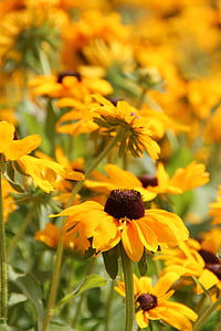 close-up photo of yellow petaled flower thumbnail