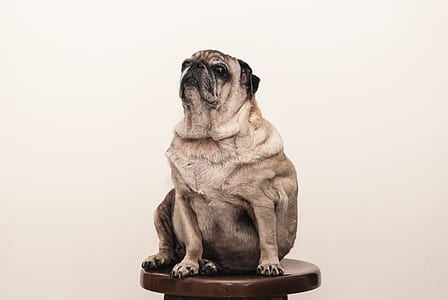 fawn pug thumbnail