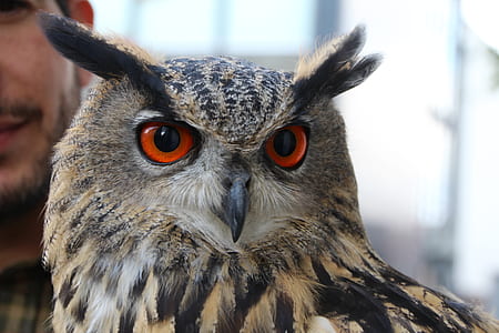 gray eagle thumbnail