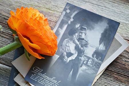 orange flower beside book thumbnail