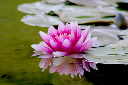 nature, summer, purple, garden thumbnail
