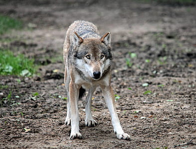 brown and white wolf thumbnail